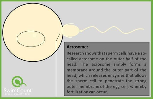 Morphological reasons to infertility